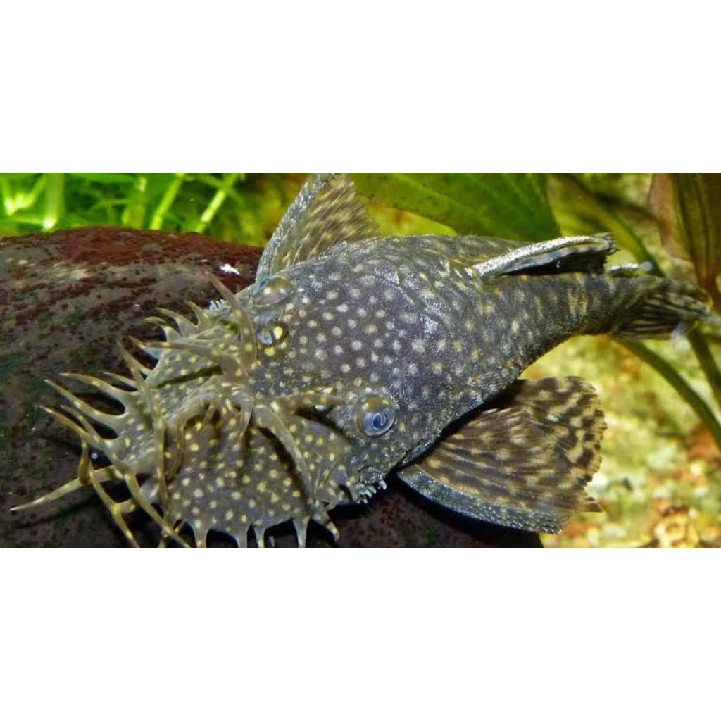 BM'brushmouth ikan sapu" gunung jumbo