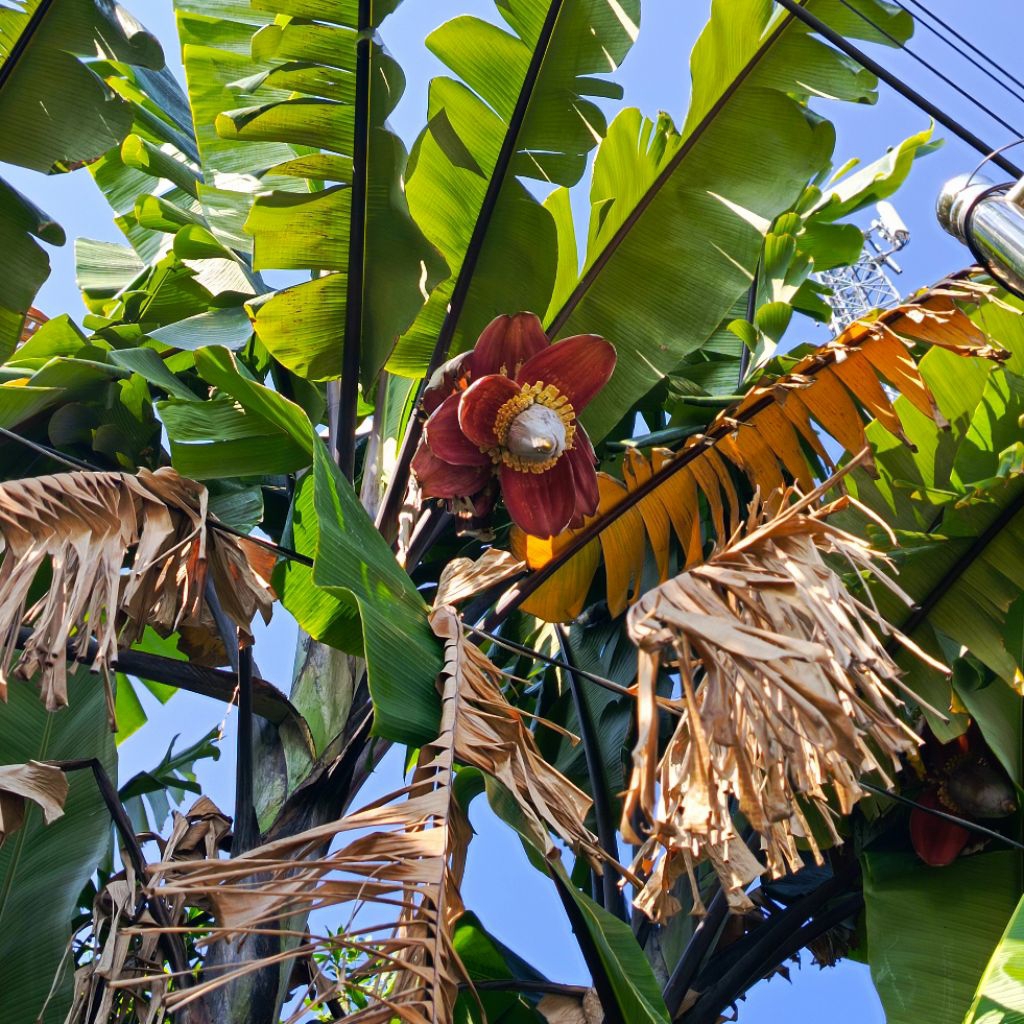

DIPETIK DADAKAN Jantung Pisang Sayur Jantung Pisang Bijian