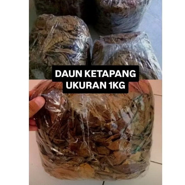 DAUN KETAPANG 1KG BELUM DI OLAH
