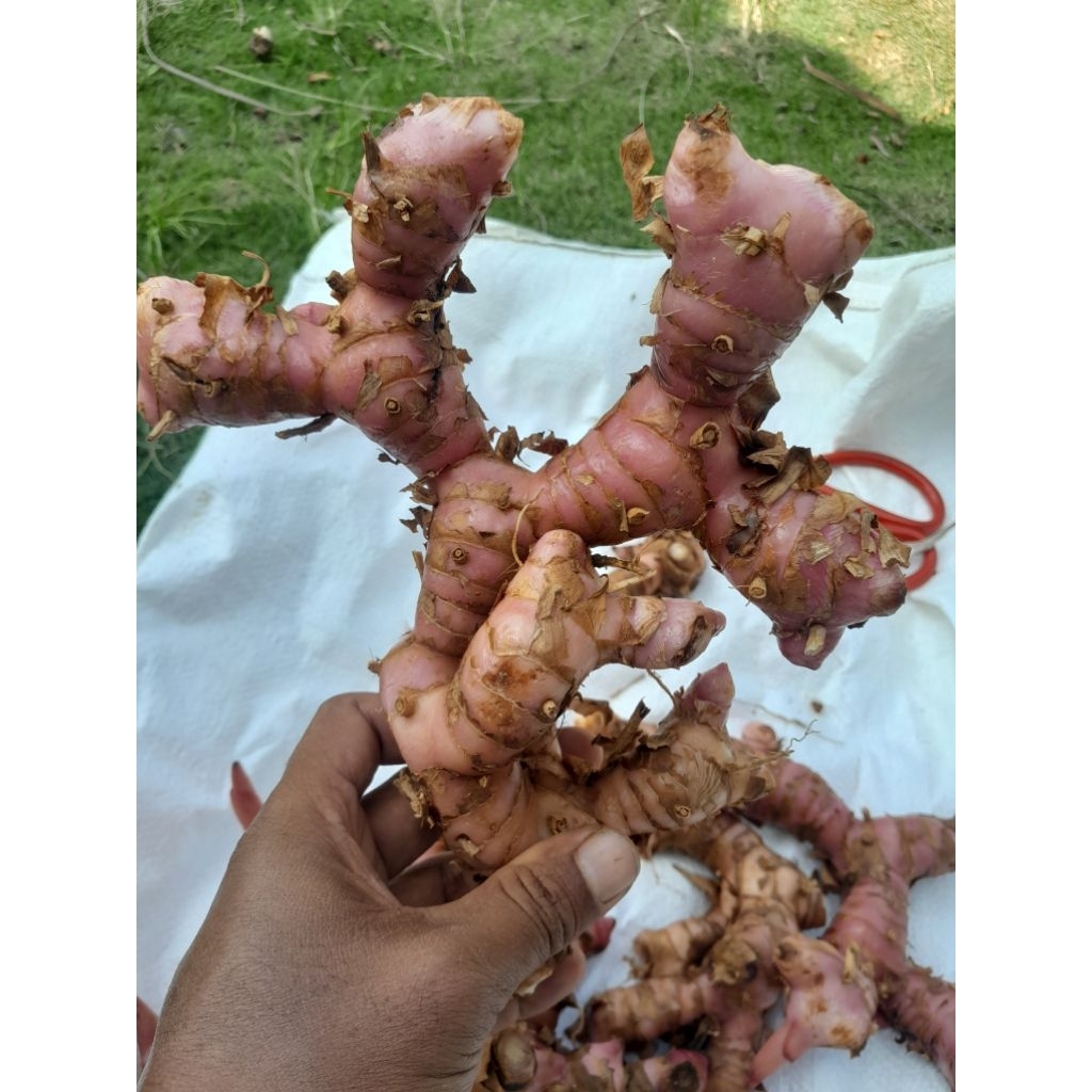 

lengkuas merah 1kg segar