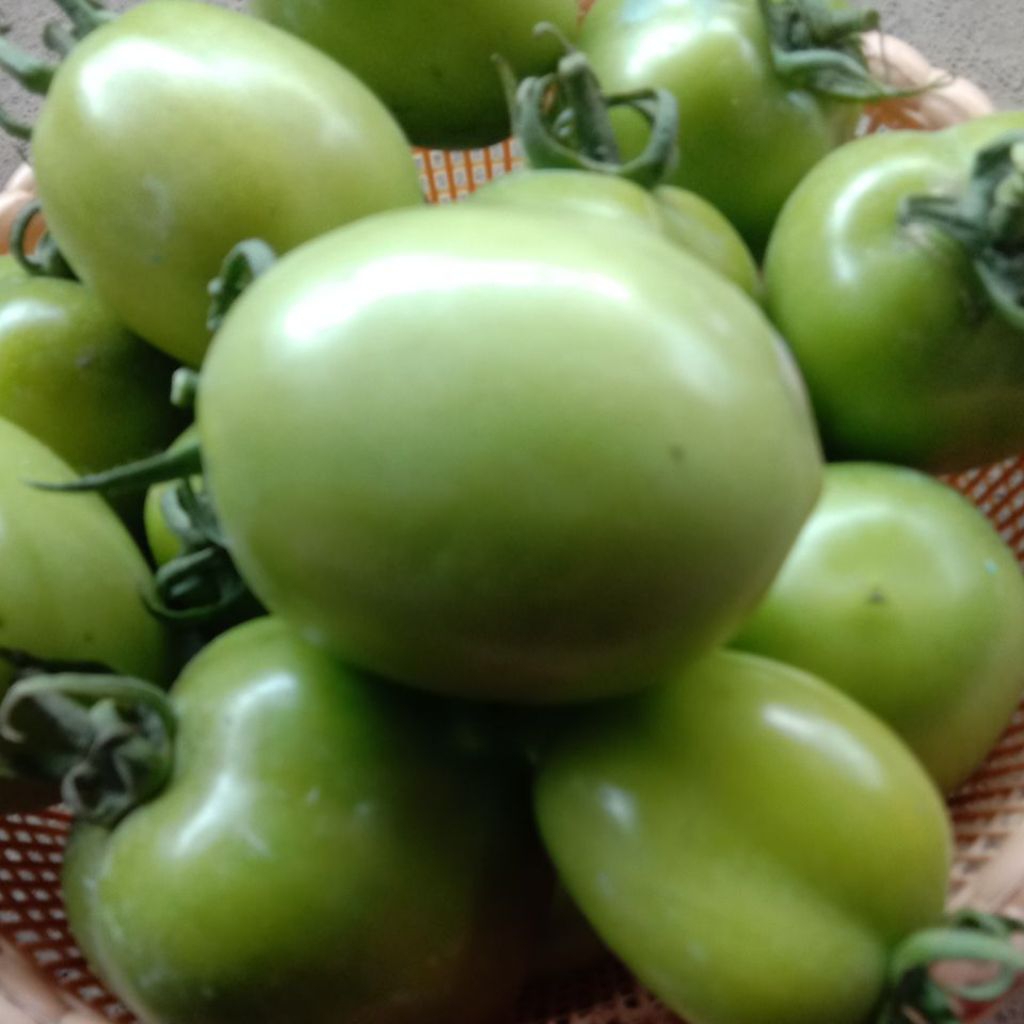 

TOMAT HIJAU / TOMAT BUAH IJO 1 KILO