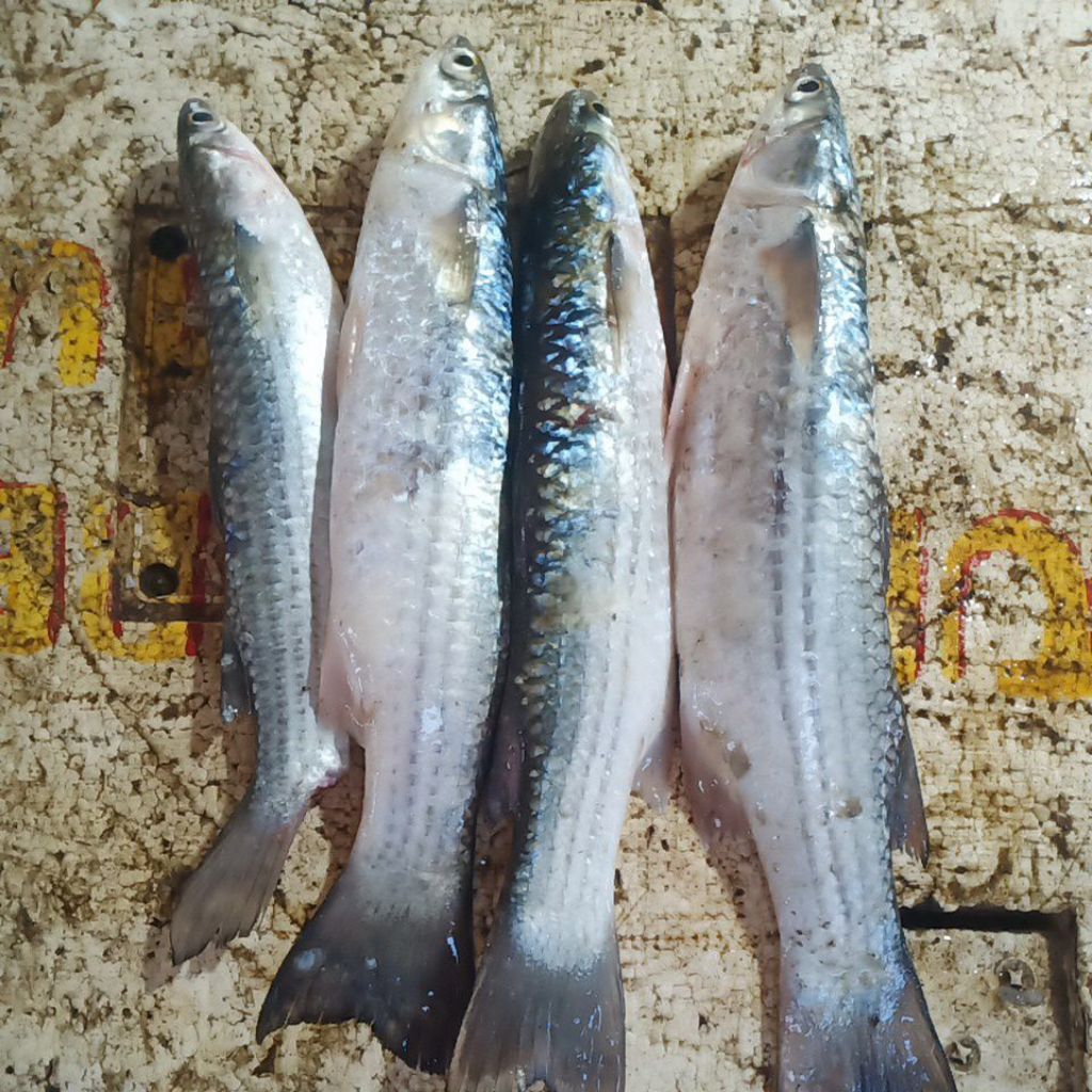 

Ikan Fresh Belanak 1kg