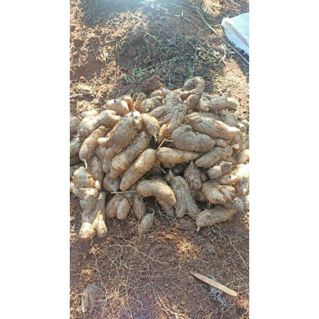 

Gembili/Umbi Gembili Kemasan 1kg Fress(Siap Rebus)