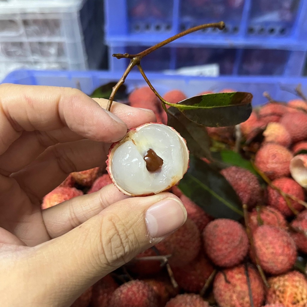 

LECI MERAH LYCHEE RED MANIS