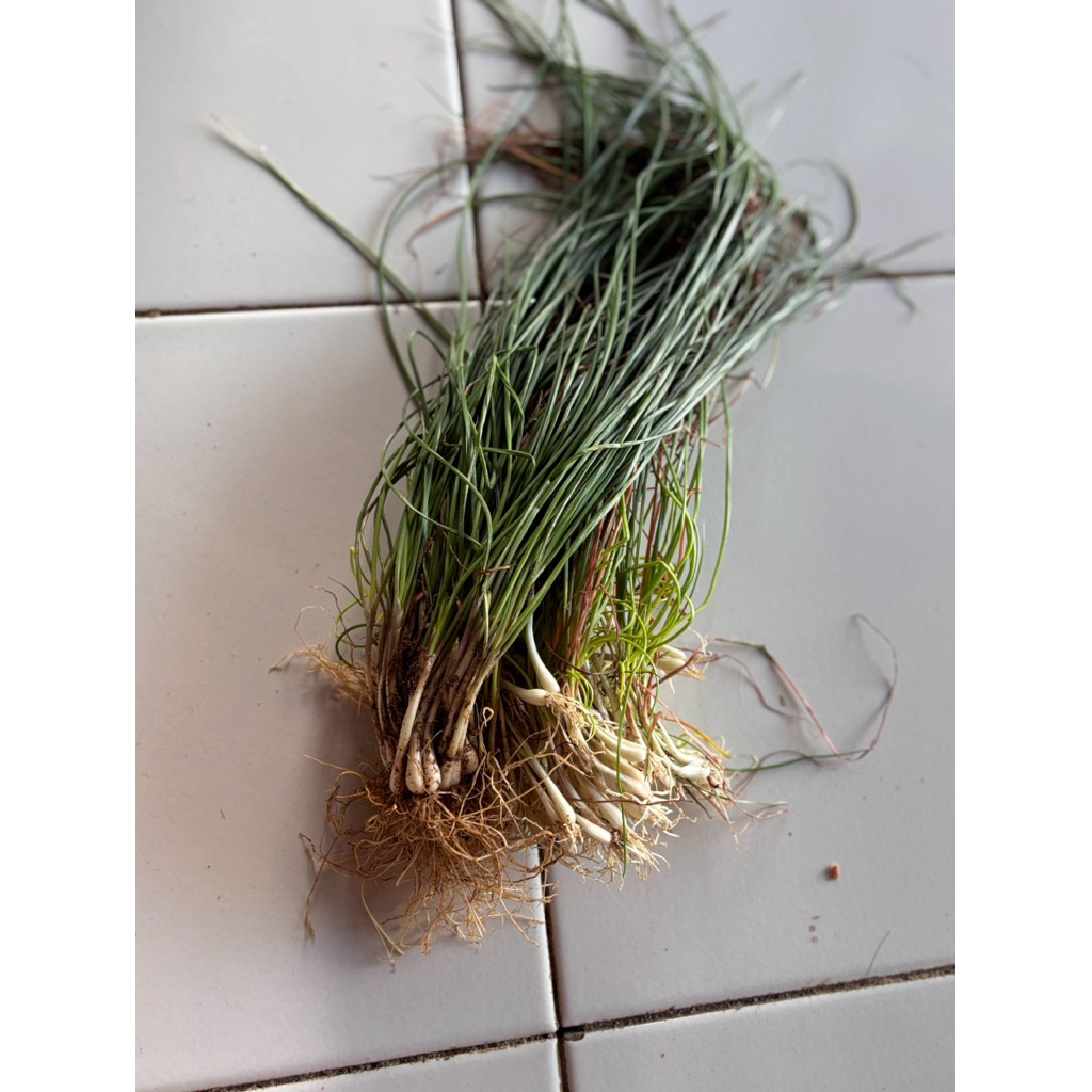 

KUCAI SAYUR SEGAR/BAWANG BATAK 250Gram