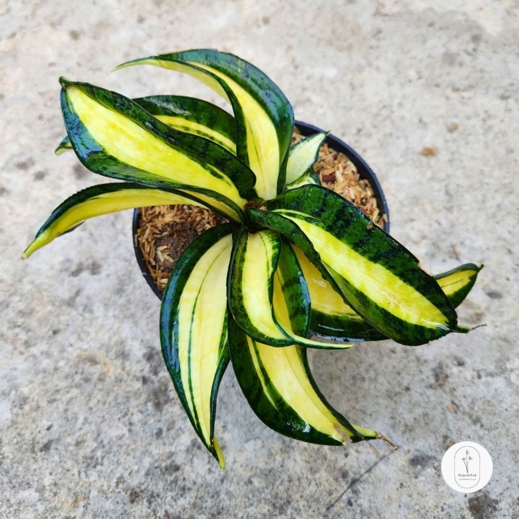 Sansevieria Golden Wendy - Nanemyuk