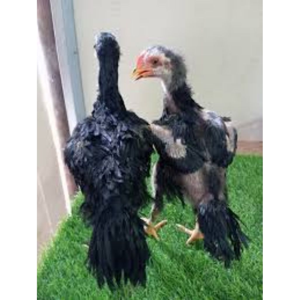 

paket hemat 4 telur Tetas Ayam Ekor Lidi Fertil siap untuk ditetaskan