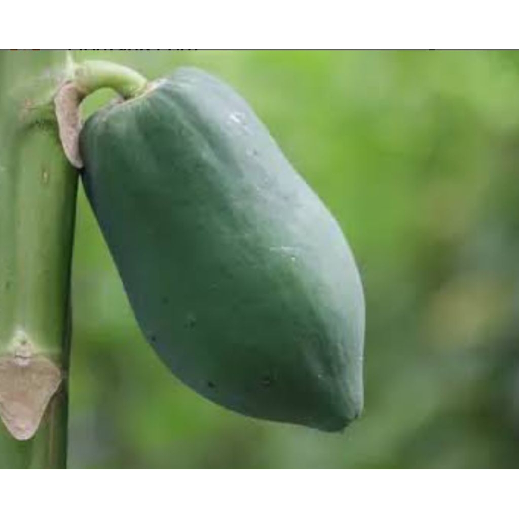 

BUAH PEPAYA MUDA/MENTAH BUAT SAYUR