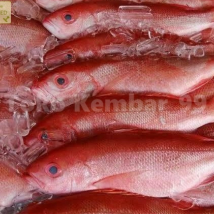 

Ikan Kakap Merah Kakap Sawo Wakung 1Kg