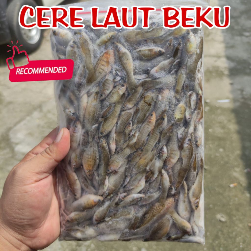 CERE LAUT BEKU 500GR / CERE LAUT BEKU PAKAN IKAN PREDATOR / CERE LAUT BEKU BERSIH MURAH