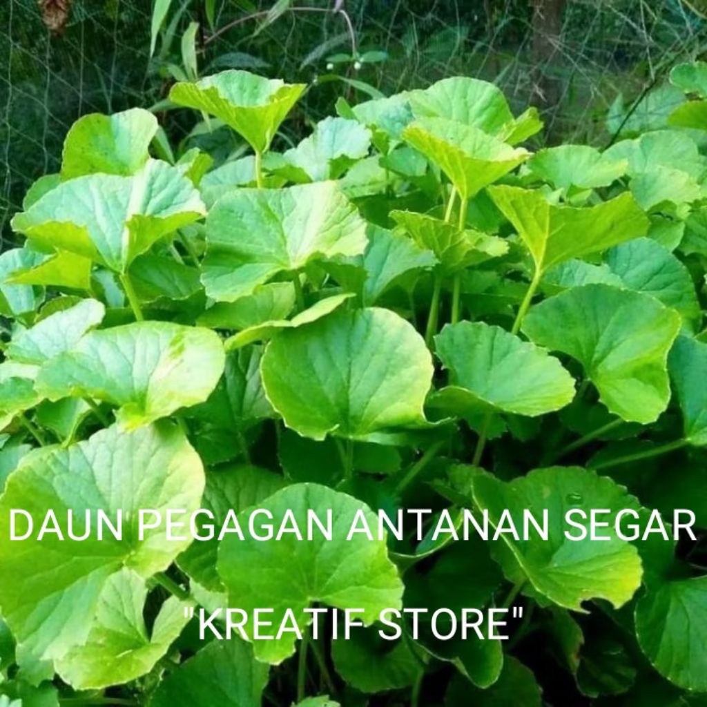 

Daun pegagan /Antanan segar 100gram Antanan Pegagan Herbal "kreatif store