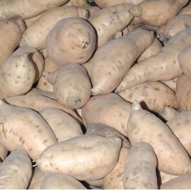 

Ubi jalar random manis+pulen 1kg fresh