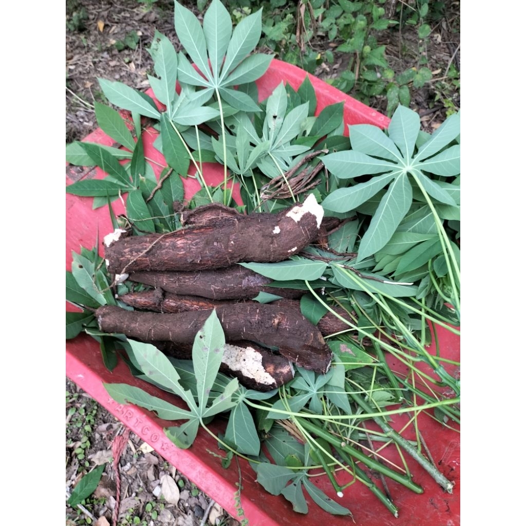 

Singkong/Ketela pohon 1 kg