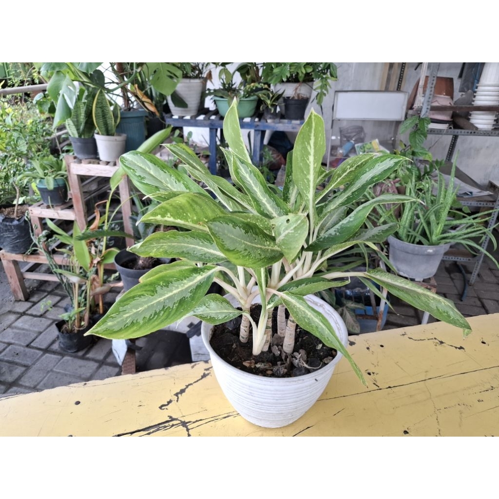 Aglonema Blenceng Susu Aglaonema Blanceng Susu Sri Rejeki Sri Rezeki Hijau Putih