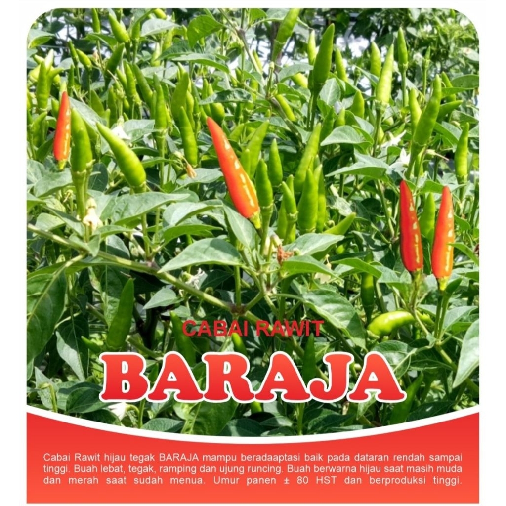 

Cabai Rawit BARAJA