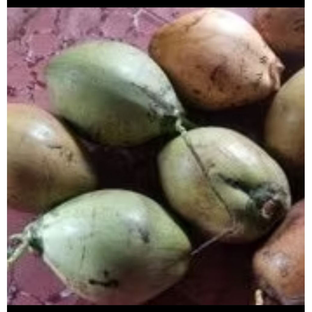 

kelapa kopyor murni - kelapa kopyor khas pati