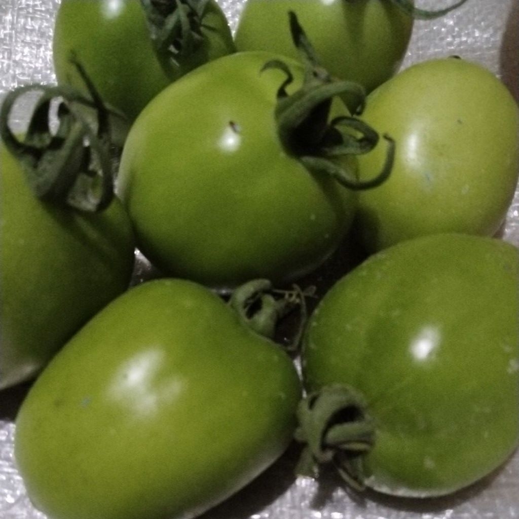 

Tomat Buah Hijau Ukuran mix sedang - Kecil 2 kilo