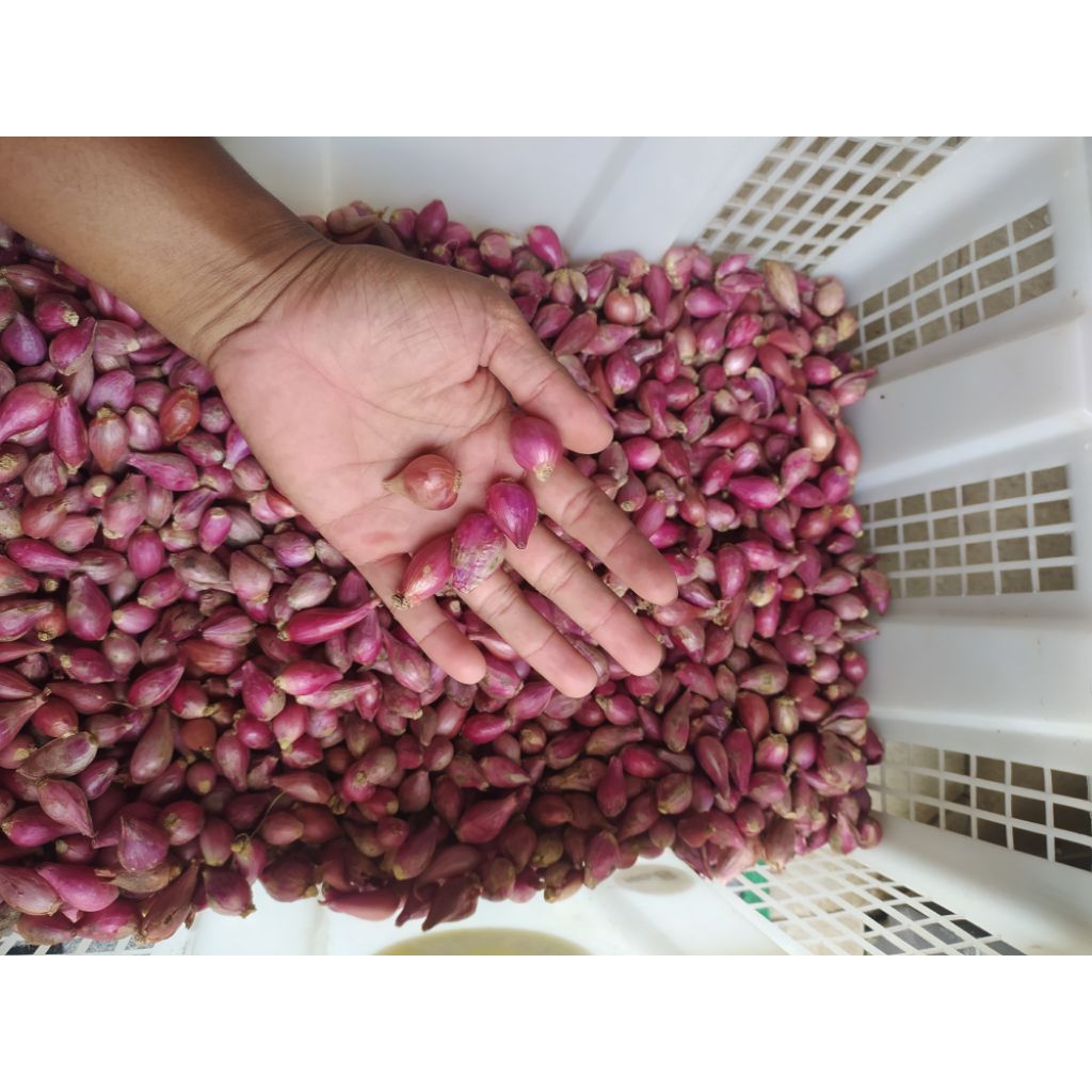 

BAWANG MERAH KUALITAS SUPER MURAH 1KG UKURAN KECIL-SEDANG SPEK ULEG / BLENDER SUPER MURAH