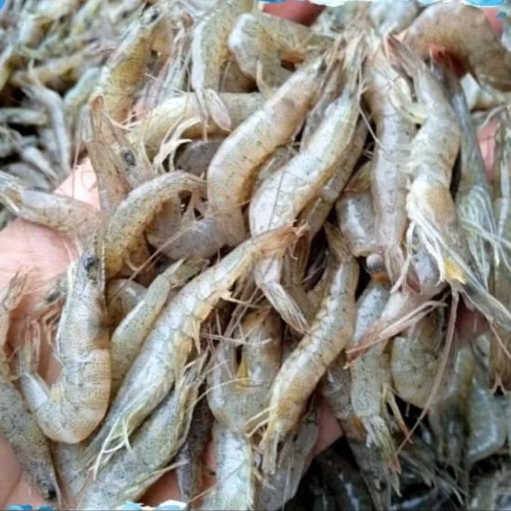 

Udang api api ukuran sedang fresh 1 kg