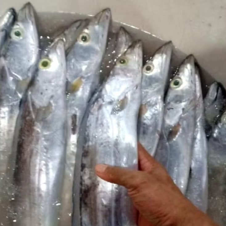 Ikan layur ikan layur utuh ikan layur segar 1kg