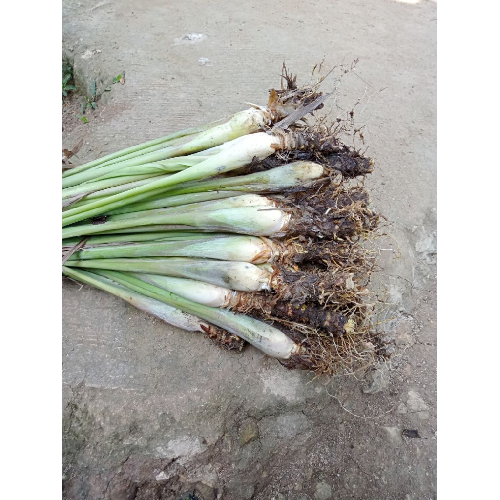 

Bibit.serai.bumbu.per2kg