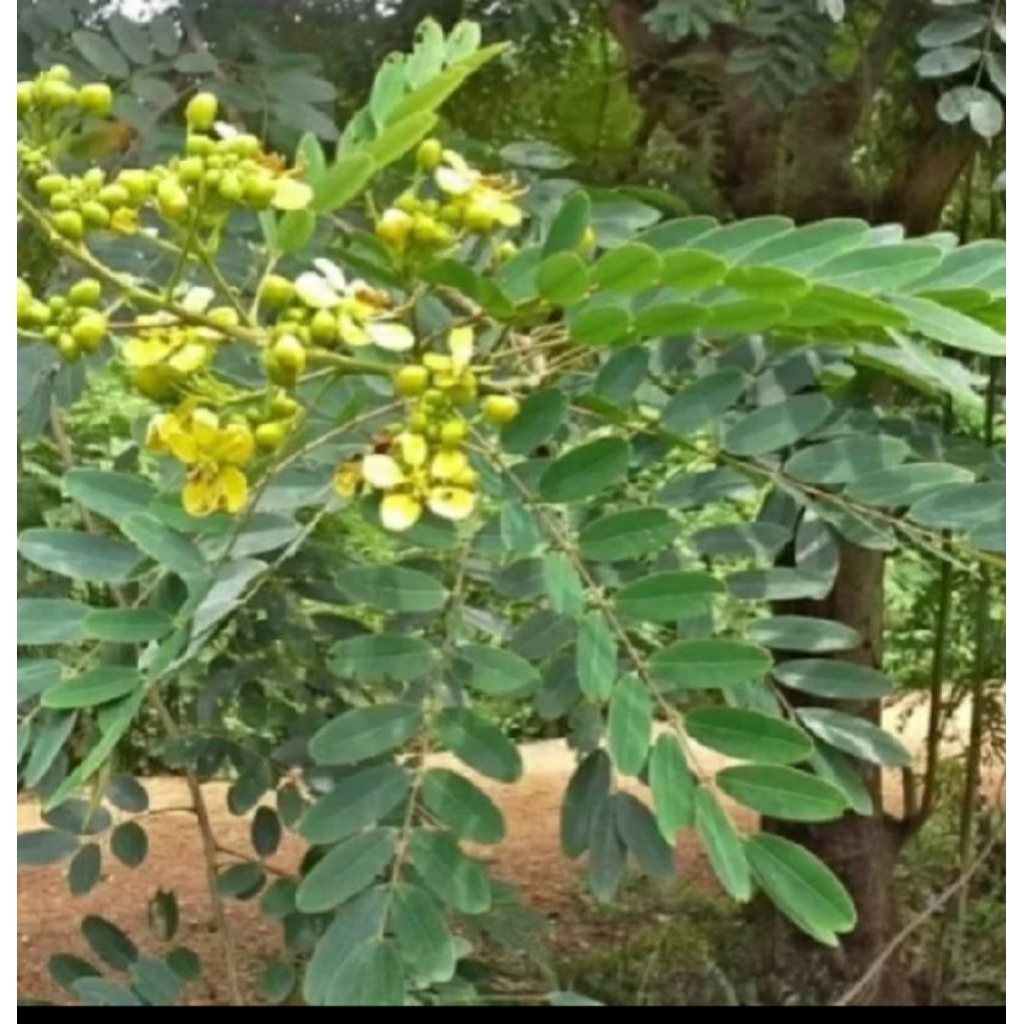 

PROMO TERLARIS 250GRAM DAUN JOHAR FREESS HERBAL ALAMI