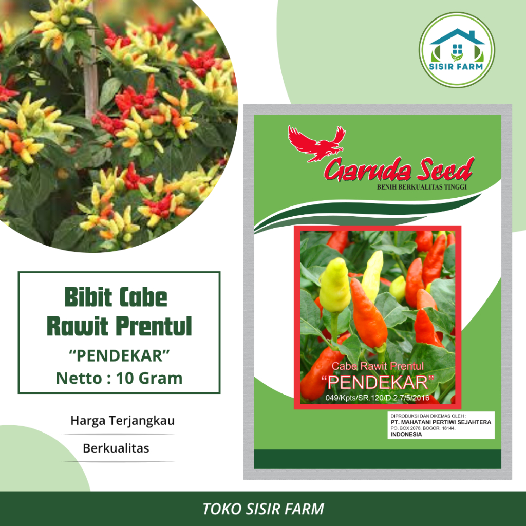 Benih Cabe Rawit Prentul Bibit Cabe Rawit Prentul Pendekar 10 Gram Garuda Seed