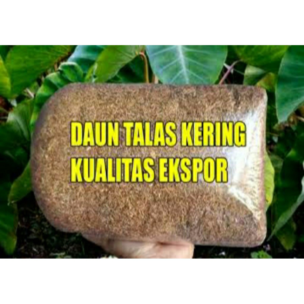 

daun talas kering