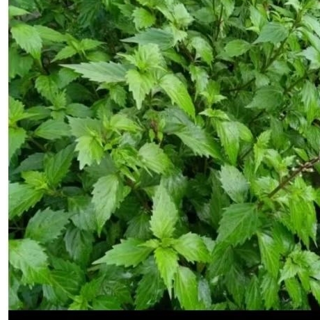 

Daun kumis kucing kering obat herbal