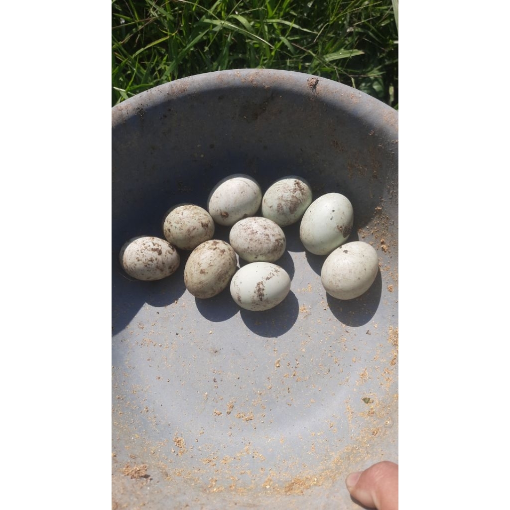 TELUR BEBEK MOJOSARI FERTIL