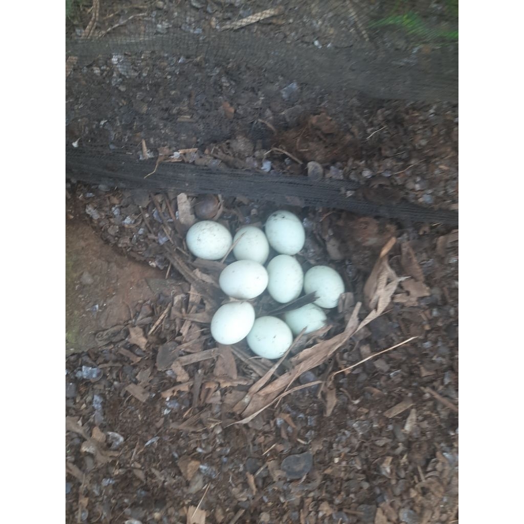 

Telur Bebek Couklate MJS Fertil