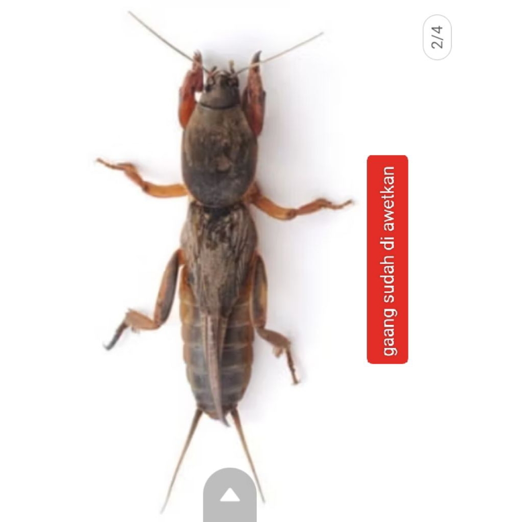 gaang sudah di awetkan 10 ekor