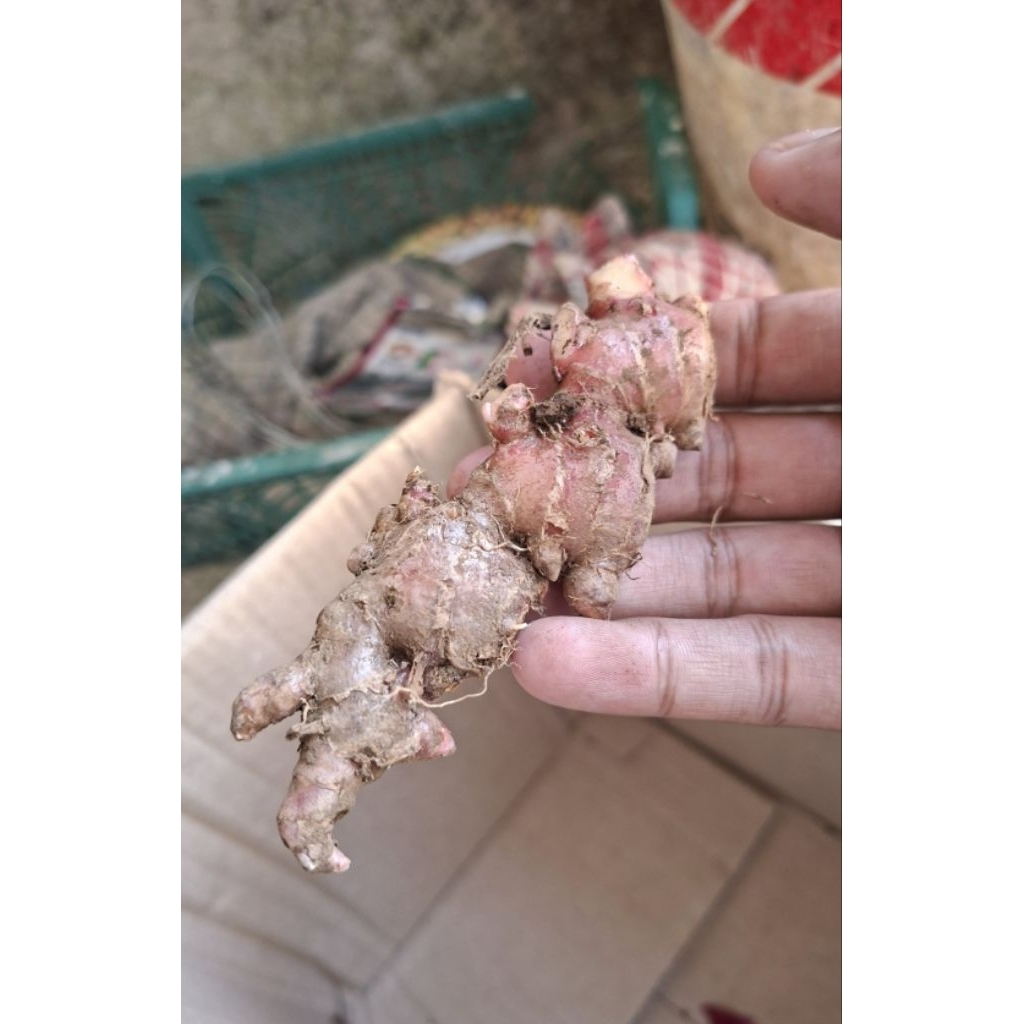 

jahe merah segar 1 kg asli gunung slamet