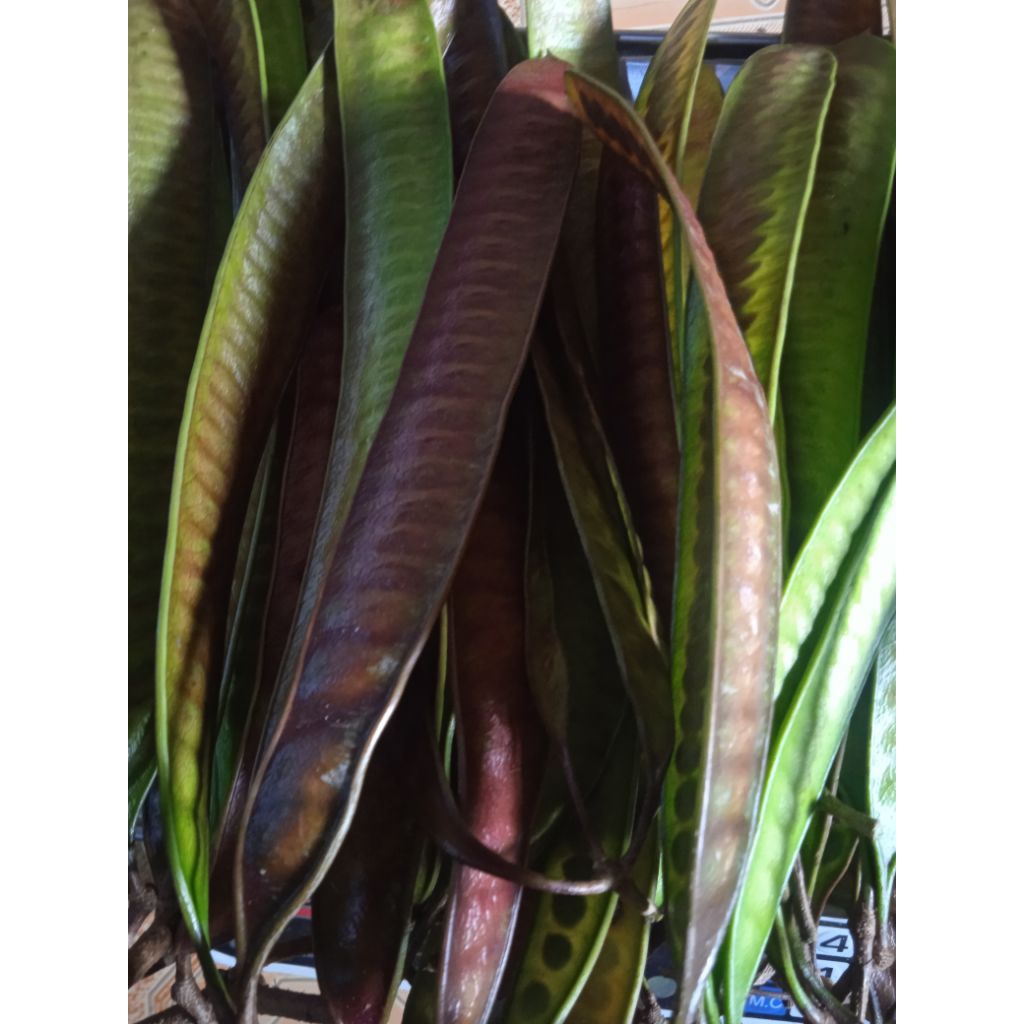 

pete cina tua segar / malaning per 1 kg