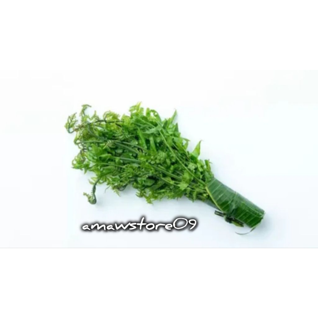 

PAKIS SAYUR SEGAR 500 GRAM