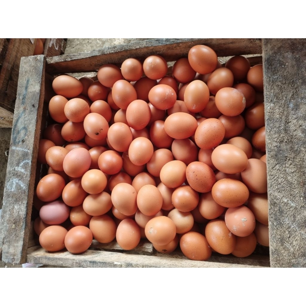 

Telur Ayam Ras fresh