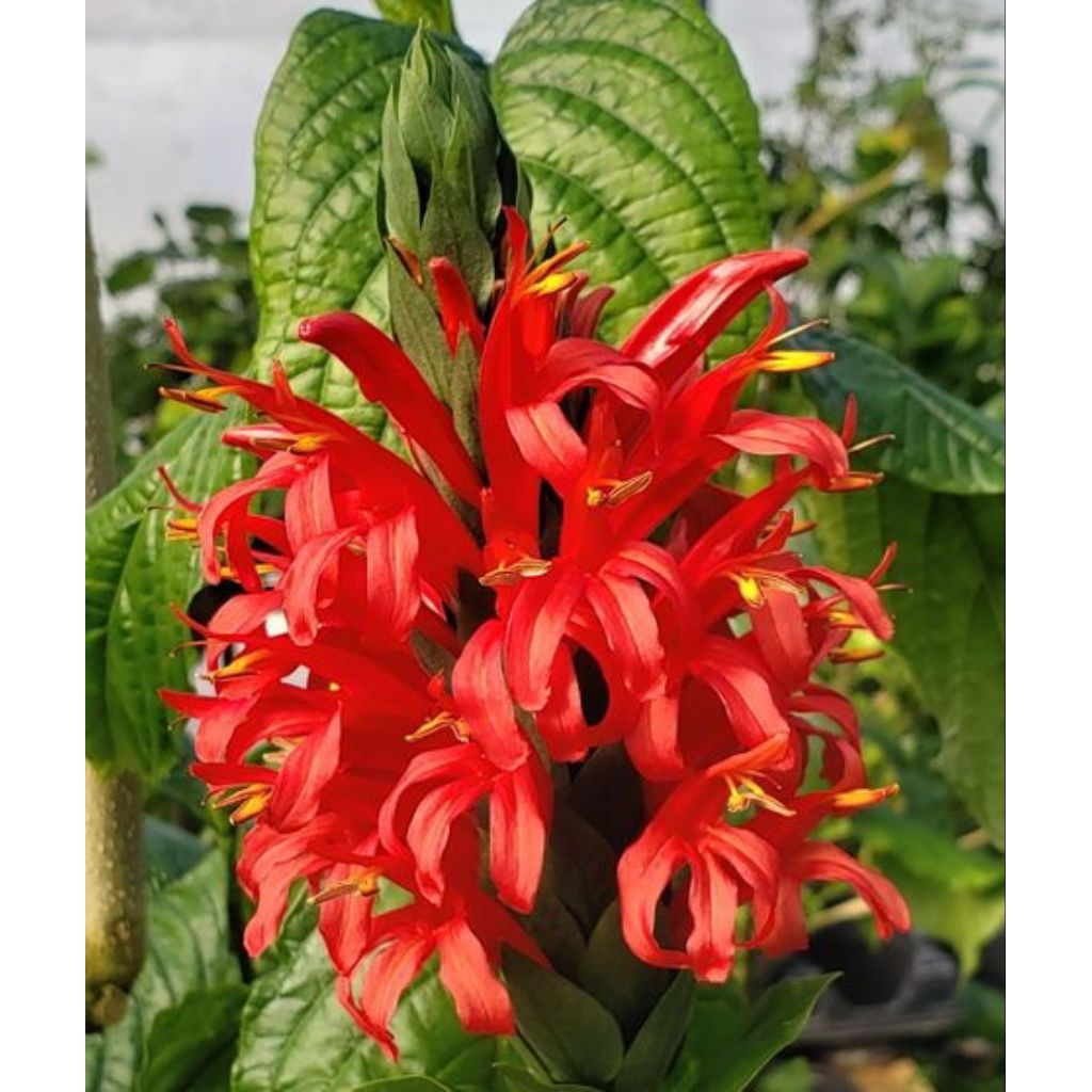 

Bunga Lolipop Merah atau Daun Pronojiwo segar 250g