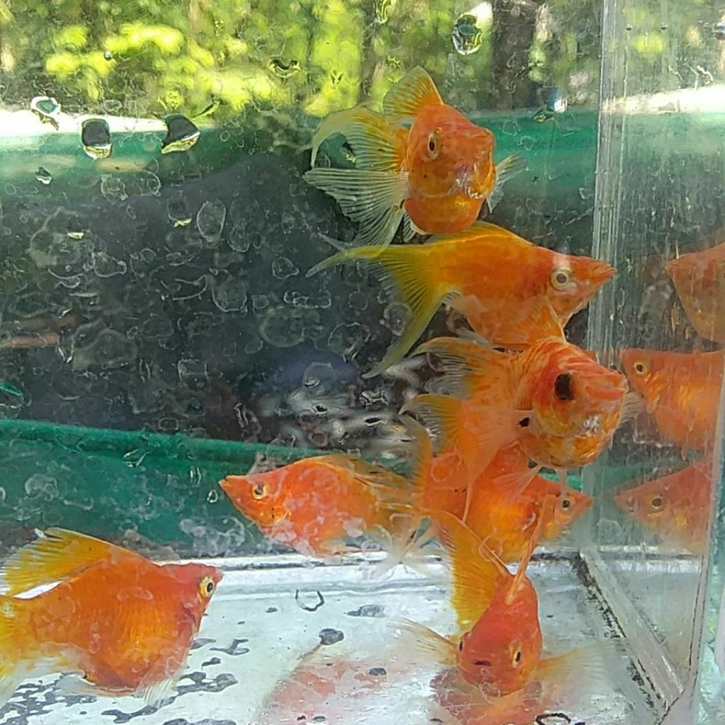 molly balon sunkist lyretail