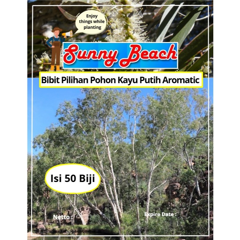 Bibit Pilihan Pohon Kayu Putih Aromatic | Biji Benih Pohon Kayu Putih Aromatic | Kayu Putih