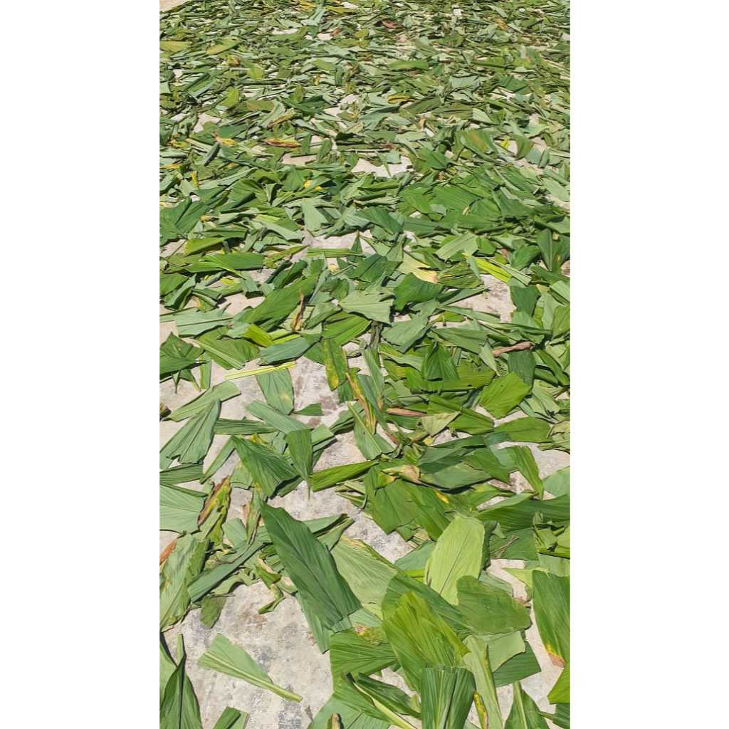

Daun Kunyit Kering / Daun Kunyit Premium / Dried Turmeric Leaves / Daun Kunyit Tua / Bumbu Dapur / Terlaris Termurah