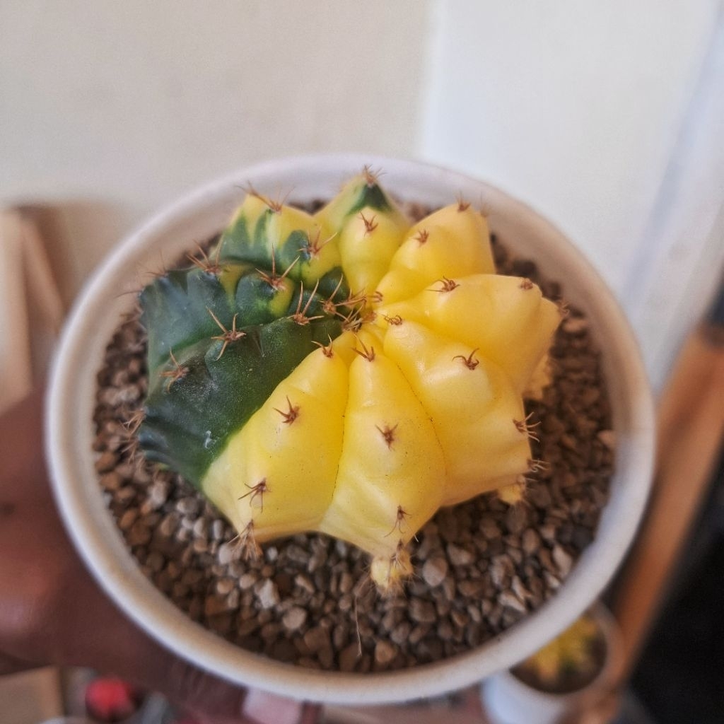 kaktus miha variegata besar