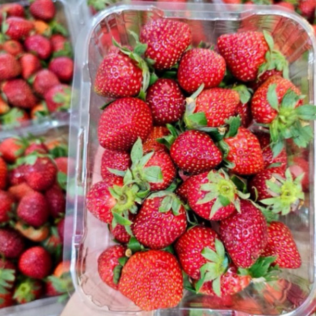 

Buah Strawberry Fresh Lokal 1KG /STOBERI 1KG MURAH/ Stroberi Fresh Malang/Stoberi Segar/Buah Stroberi Murah/BUAH STRAWBERRY 1KG MURAH