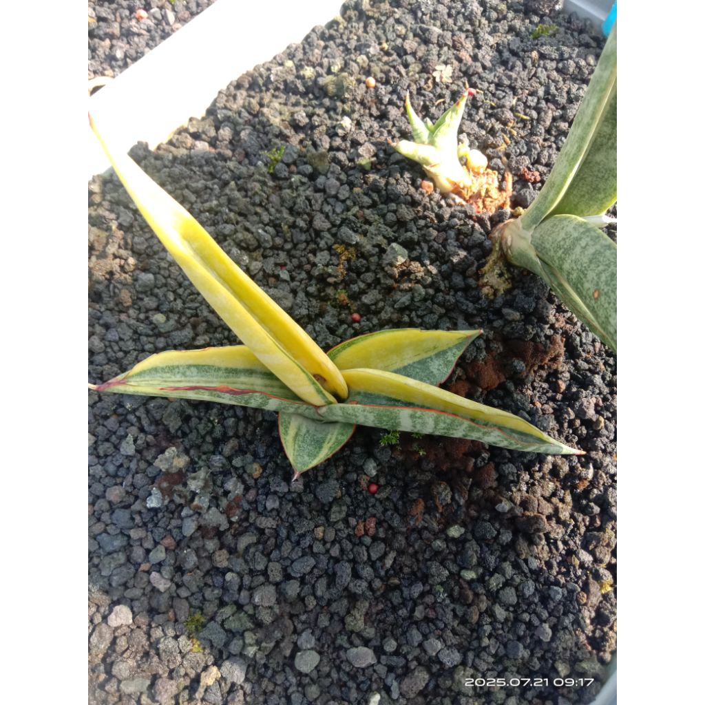 sansevieria personi koko variegata / lidah mertua personi koko var