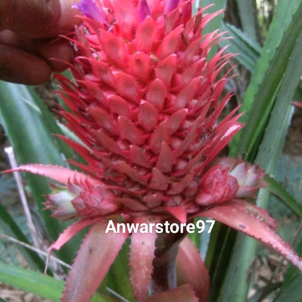 

Nanas merah muda segar per 250grm