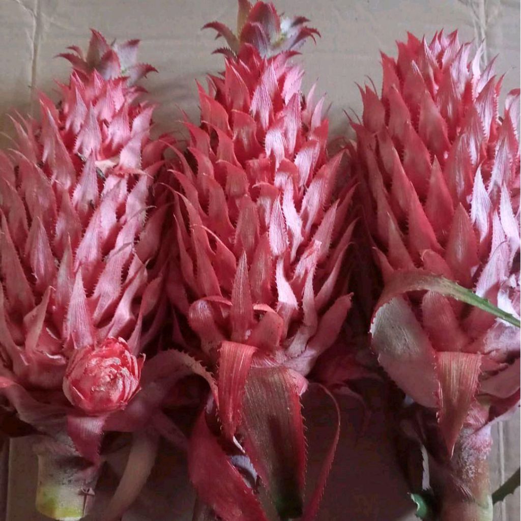 

Nanas merah muda nanas hutan per 1 buah