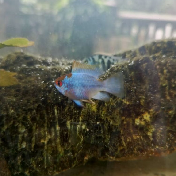 Ramiresi Blue Electric /Ikan hias aquarium/ ikan hias aquascape