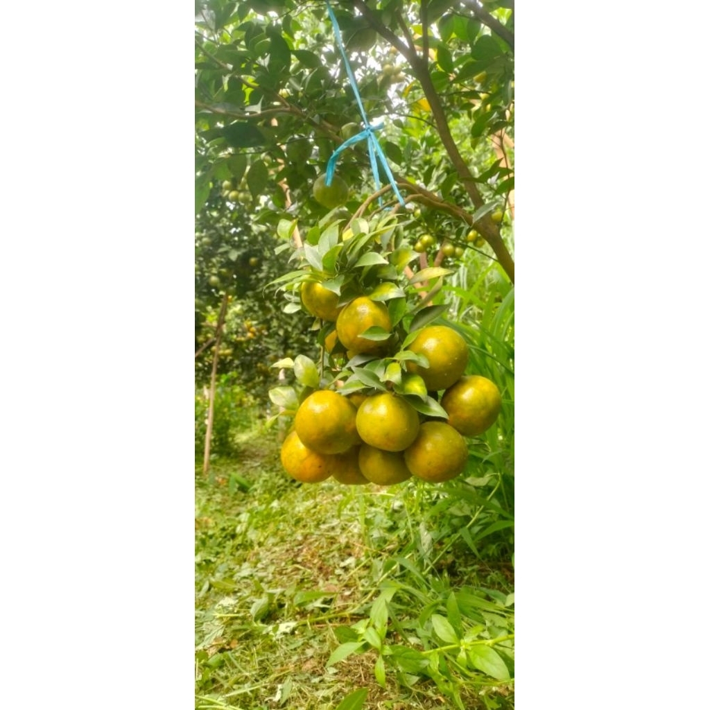 

jeruk Siem madu panenan sendiri