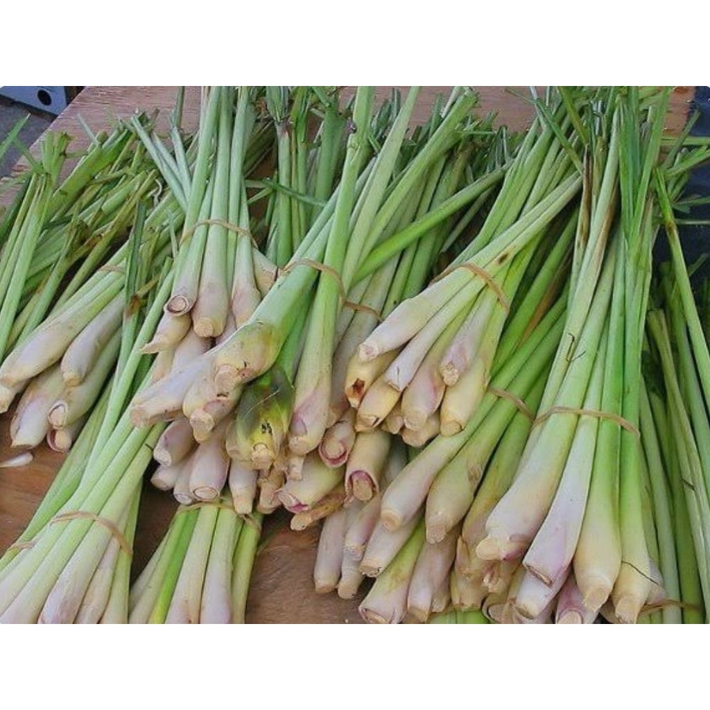 

Daun sereh 1 ikat 10 biji