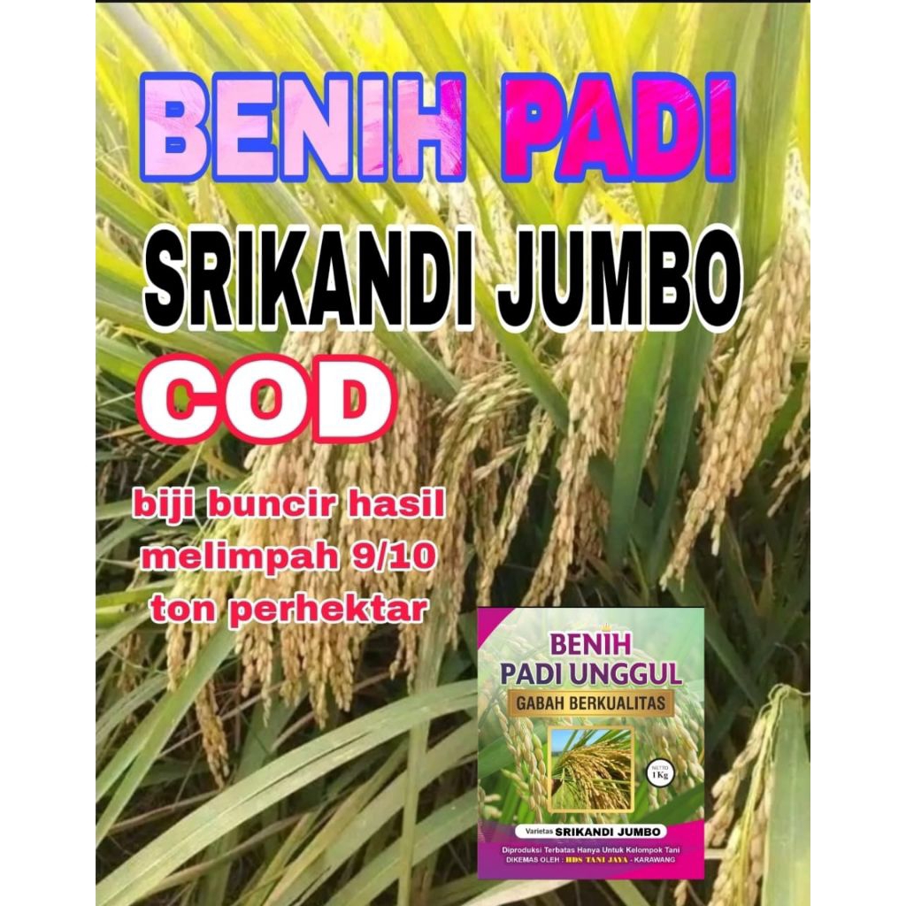 COD BENIH PADI 1KG SRIKANDI JUMBO BERSERTIFIKAT ORIGINAL
