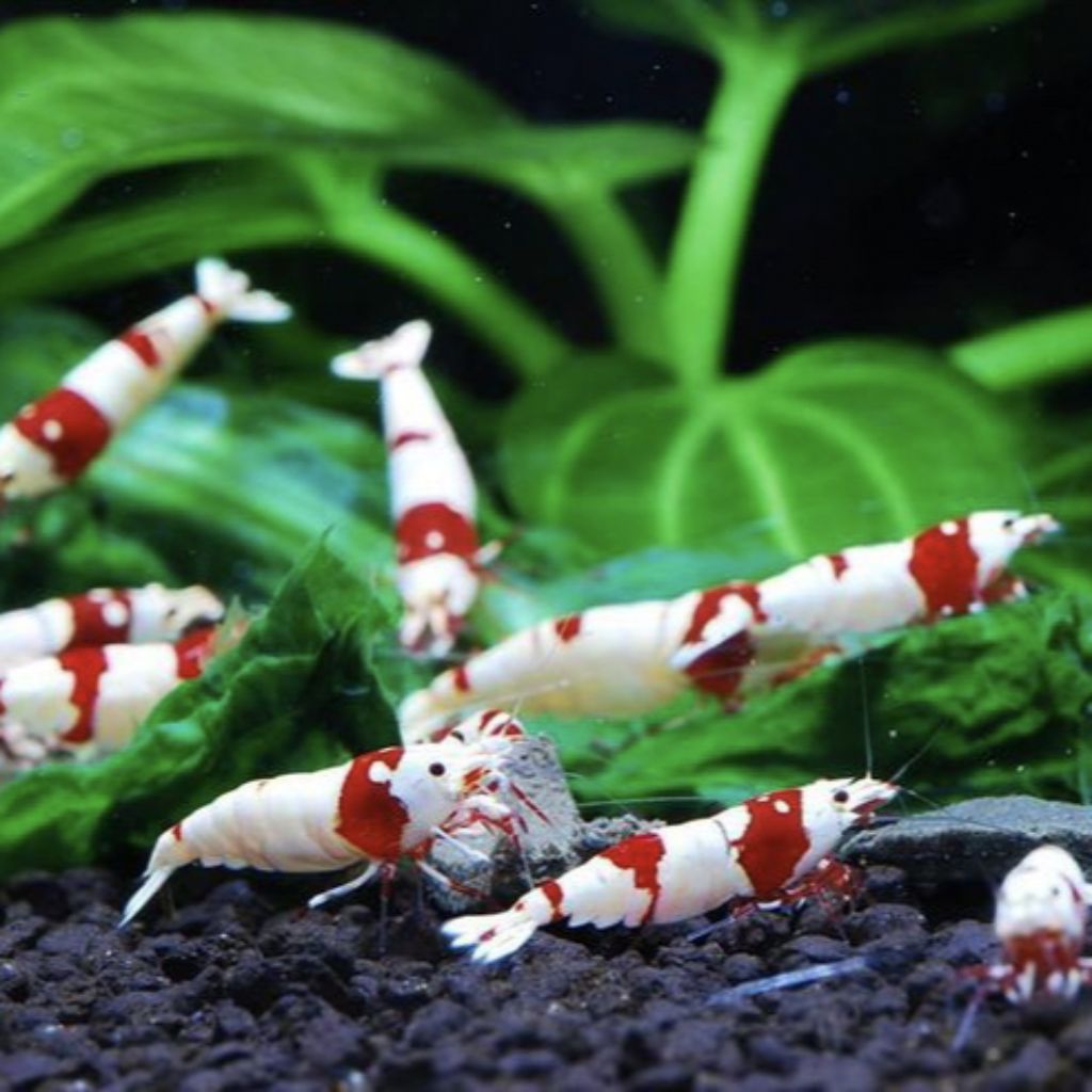 Hiasan Aquarium-Udang Hias Pure Red Line (PRL).Grade-(A)